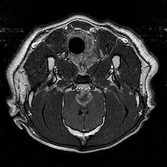 Saggital (head on) view of a skull base tumor in a dog