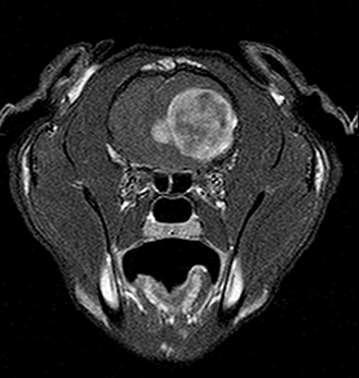 A feline meningioma that was successfully removed at the Animal Medical Center