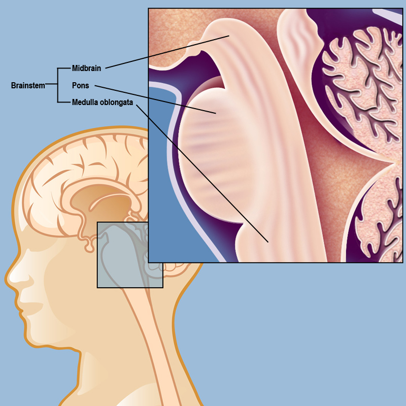 what does the medulla oblongata do in the brain