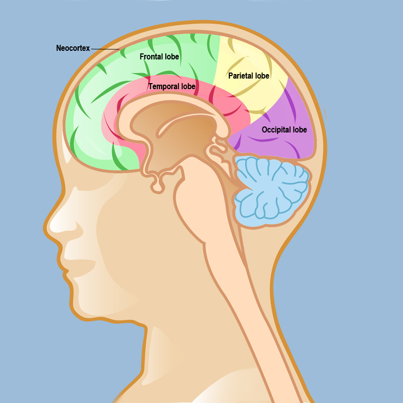epilepsy-in-children-weill-cornell-brain-and-spine-center