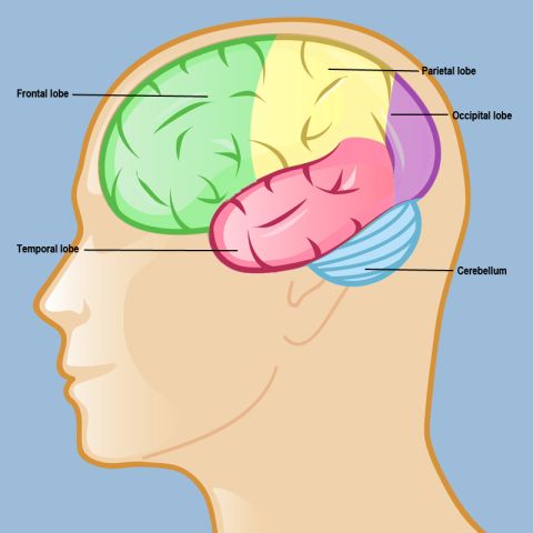 Adult brain - the lobes of the cerebral hemispheres