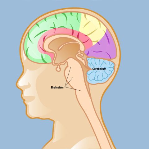 The cerebellum and the brain stem