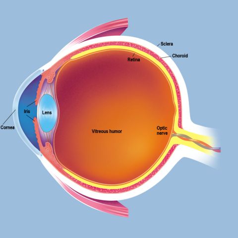 Anatomy of the eye