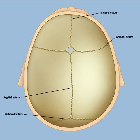 The sutures of an infant's skull The sutures of an infant's skull