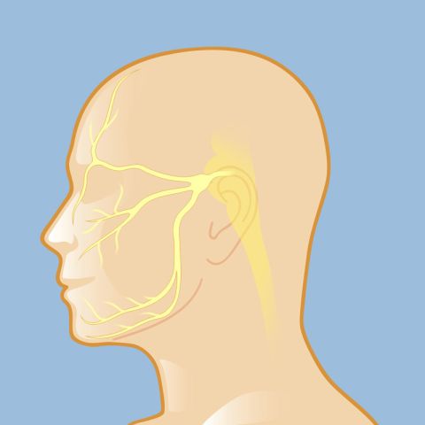 The fifth cranial nerve, also called the trigeminal nerve