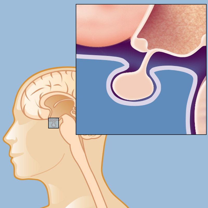 Pituitary gland