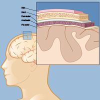 layers of the skin, skull and meninges diagram