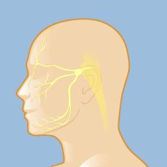 Trigeminal neuralgia is a condition of the fifth cranial nerve, also known as the trigeminal nerve, which transmits signals between the brain and the face, eyes, and teeth as well as the muscles that control chewing.